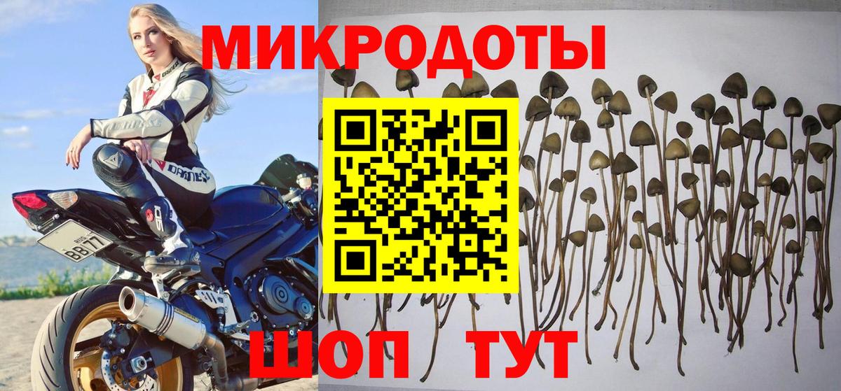 Псилоцибиновые грибы Psilocybe  Великий Устюг  что такое   Галлюциногенные грибы MAGIC MUSHROOMS 